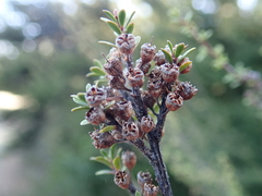 Kunzea serotina