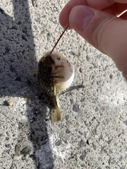 Torquigener pleurogramma