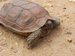 Homopus areolatus