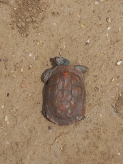 Homopus areolatus