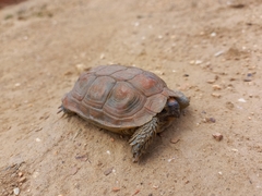 Homopus areolatus