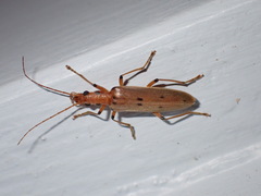 Parisopalpus nigronotatus