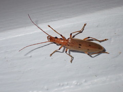 Parisopalpus nigronotatus