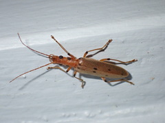 Parisopalpus nigronotatus