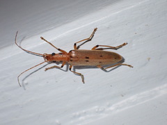 Parisopalpus nigronotatus