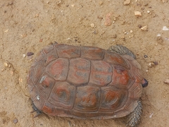 Homopus areolatus