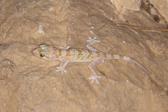 Hemidactylus festivus