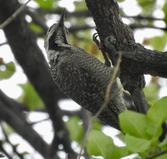 Chloropicus namaquus