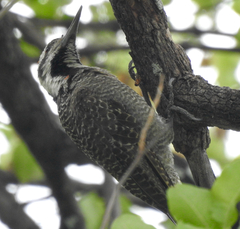 Chloropicus namaquus