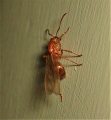 Notoncus spinisquamis