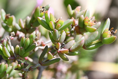 Delosperma versicolor