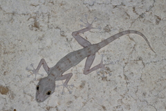 Ptyodactylus dhofarensis