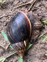 Lissachatina immaculata