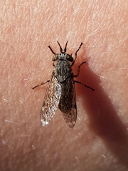 Haematopota pluvialis