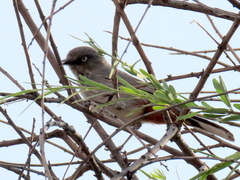 Curruca subcoerulea cinerascens