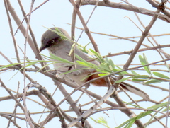 Curruca subcoerulea cinerascens