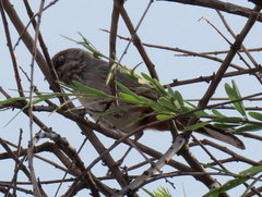 Curruca subcoerulea cinerascens