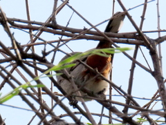Curruca subcoerulea cinerascens