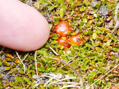Coprosma niphophila