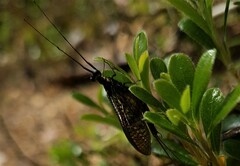 Ephemera vulgata