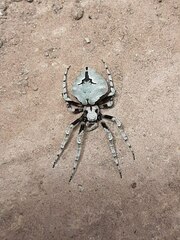 Eustala tribrachiata