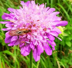 Empis livida