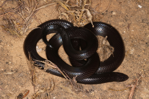 Photo of a Arabian Small-Scaled Burrowing Asp (Atractaspis andersonii)