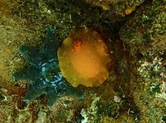 Doriopsilla carneola