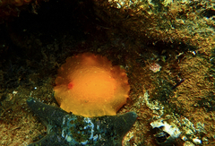 Doriopsilla carneola