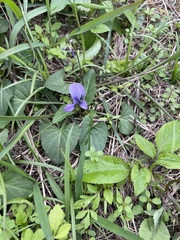 Viola confusa