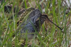 Gallinago gallinago