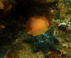 Doriopsilla carneola