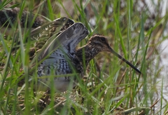 Gallinago gallinago