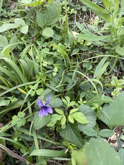 Viola confusa