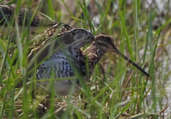 Gallinago gallinago
