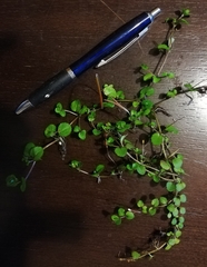 Epilobium nummulariifolium