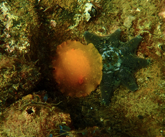 Doriopsilla carneola