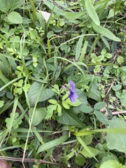 Viola confusa
