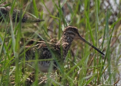 Gallinago gallinago