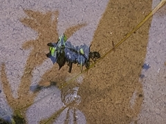 Limnephilus flavicornis