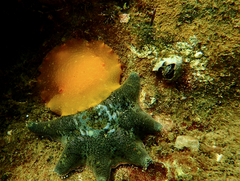 Doriopsilla carneola