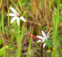 Lobelia angulata