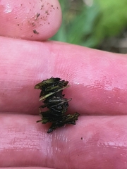 Limnephilus flavicornis