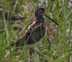 Gallinago gallinago