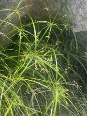 Cyperus leptocladus