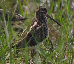 Gallinago gallinago