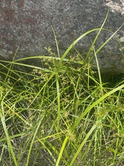 Cyperus leptocladus