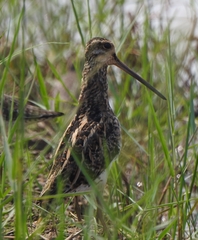 Gallinago gallinago