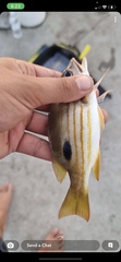Lutjanus russellii