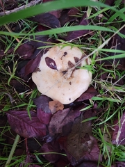 Lactarius alnicola